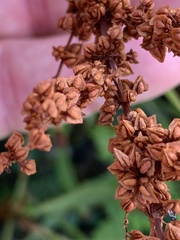 Rumex pallidus