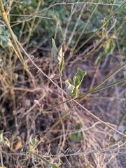Boerhavia