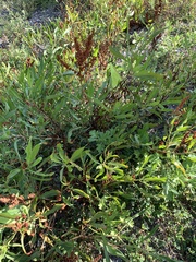 Rumex pallidus