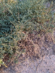 Boerhavia