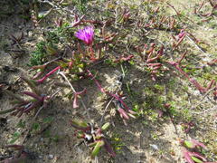 Cephalophyllum rostellum