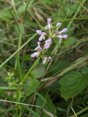 Stachys hyssopifolia