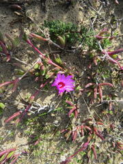 Cephalophyllum rostellum