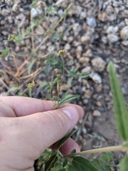 Boerhavia