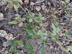 Boerhavia