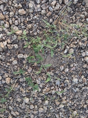 Boerhavia