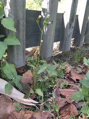 Erechtites hieraciifolius