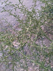 Parkinsonia