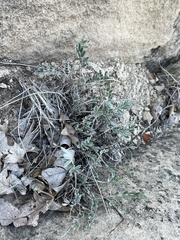 Astragalus mollissimus