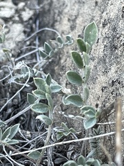Astragalus mollissimus