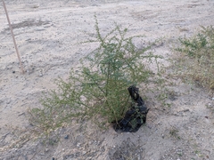 Parkinsonia