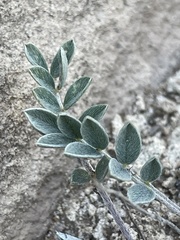 Astragalus mollissimus