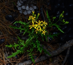 Senecio eremophilus