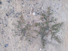 Tribulus