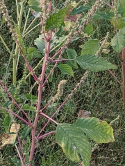 Amaranthus palmeri