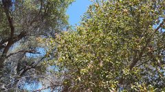 Quercus agrifolia oxyadenia
