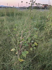 Amaranthus palmeri