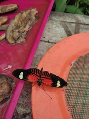 Heliconius doris