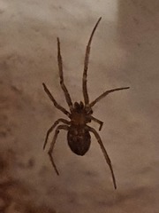 Steatoda