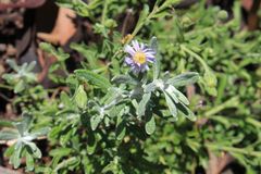 Vittadinia australasica
