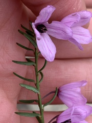 Tetratheca pilosa