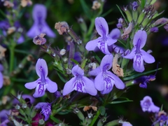 Hedeoma hyssopifolia