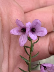 Tetratheca pilosa