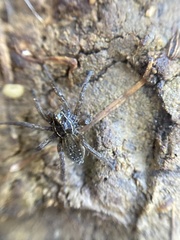 Diapontia