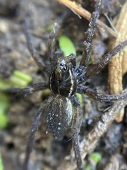 Diapontia