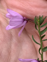 Tetratheca pilosa