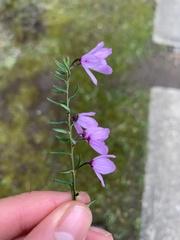 Tetratheca pilosa