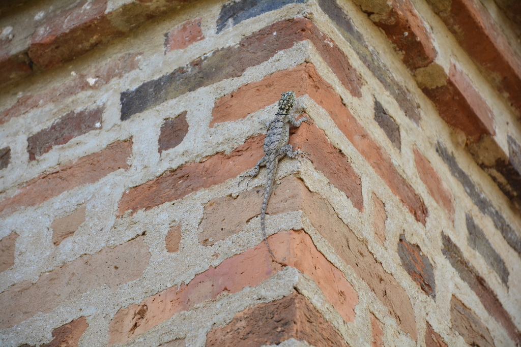 Tropidurus tarara
