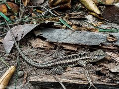Microlophus occipitalis