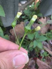 Erechtites hieraciifolius