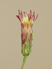 Brickellia eupatorioides chlorolepis