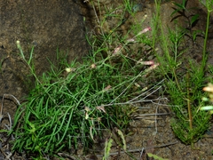 Brickellia eupatorioides chlorolepis