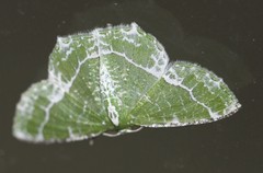 Eucyclodes insperata