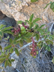 Anisomeria littoralis