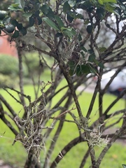 Tillandsia recurvata image