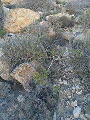 Anisomeria littoralis