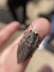 Ectinogonia buquetii