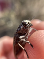 Ectinogonia buquetii
