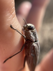 Ectinogonia buquetii