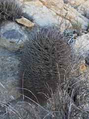 Eriosyce nigrihorrida