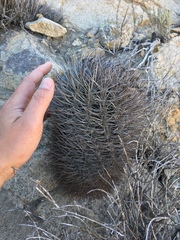 Eriosyce nigrihorrida