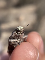 Ectinogonia buquetii