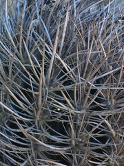 Eriosyce nigrihorrida