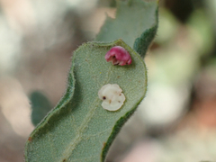 Andricus pattersonae