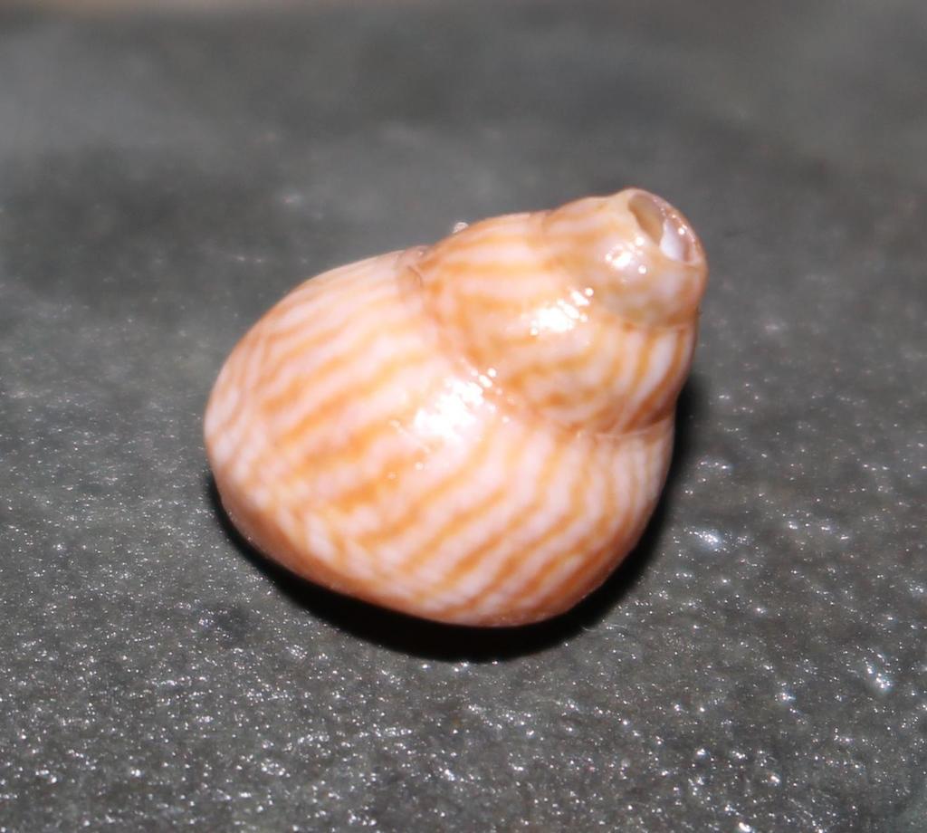 Striped Periwinkle