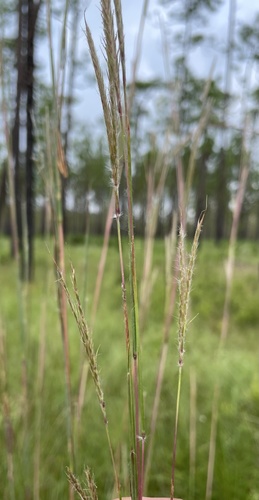 pinewoods bluestem (Andropogon arctatus)